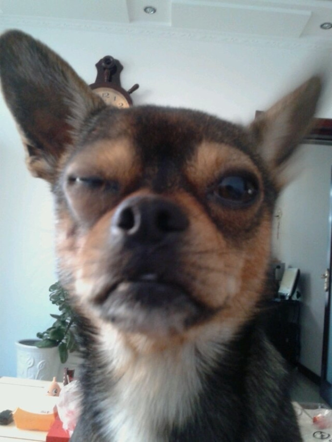 狗狗