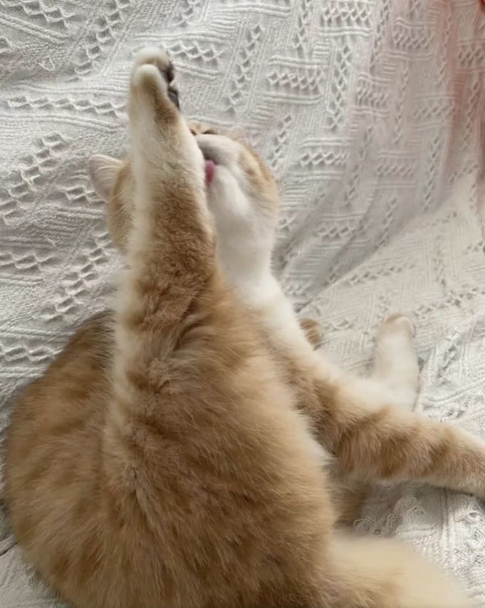 猫咪湿粮/罐头