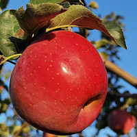 苹果15我选择烟台苹果，这么红的苹果好吃吗？好吃好吃！