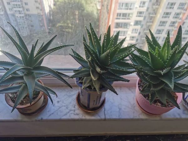 家中绿植 芦荟
