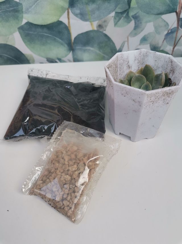 仙人掌都能被我养不活，这个多肉会不会在劫难逃？
