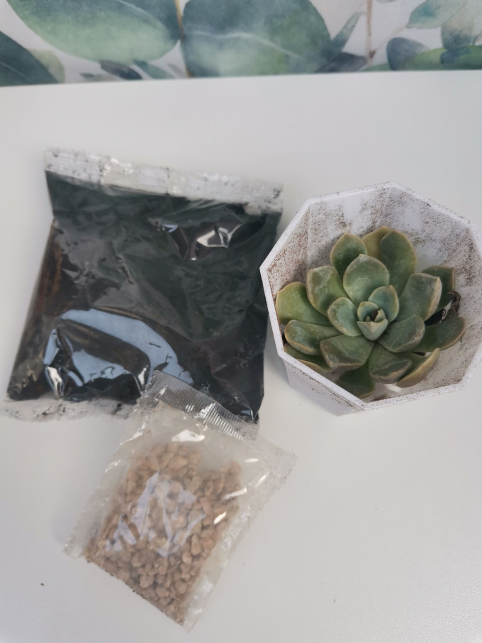 心卉如一鲜花绿植