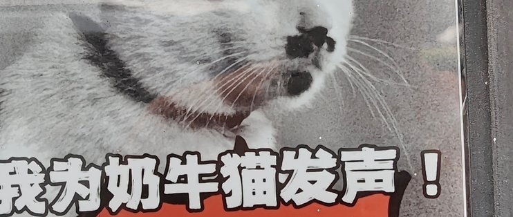 秋天的第n杯碧螺春奶茶，好喝还可爱