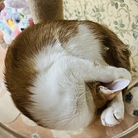 惊叹!猫猫饮水机 让猫咪们乐不思蜀！