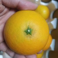 还是爱媛橙好吃