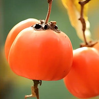 红通通的柿子
