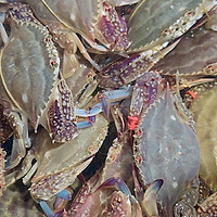 秋天的食材：肉质鲜美的梭子蟹