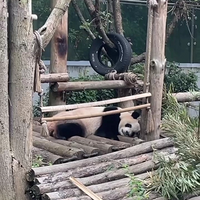 我们的两个黑白团子海滨在努力啃竹子，星宝在努力睡觉