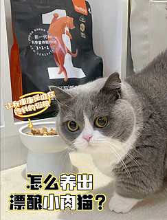 小板凳养的好？猫粮即刻送达!