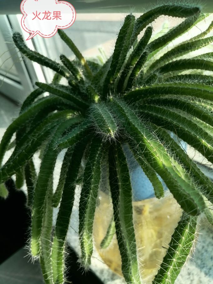 鲜花绿植