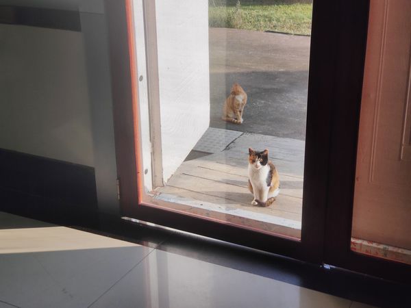 流浪的猫咪看着让人心疼，我该怎么办呢？