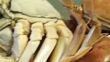 秋季餐厅开业大吉——品尝螃蟹美食