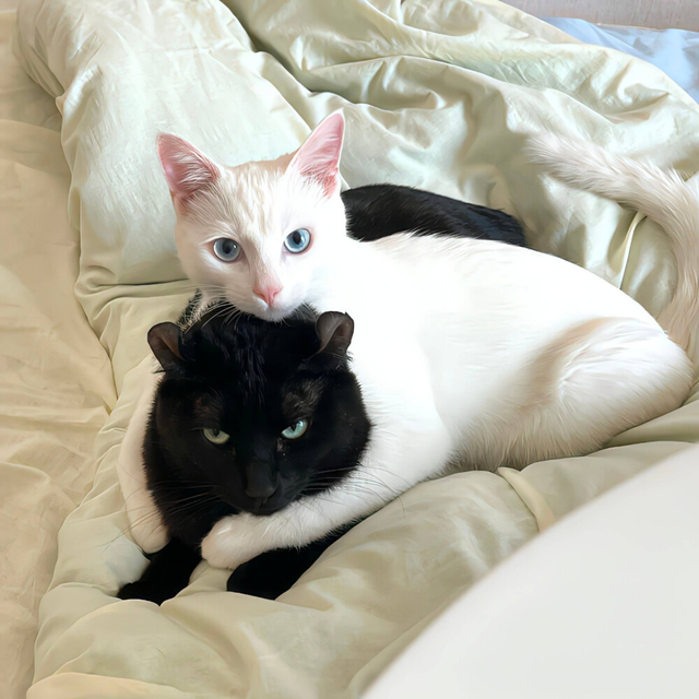 妙宠爱和大宠爱哪个好？猫友们都是这样选的