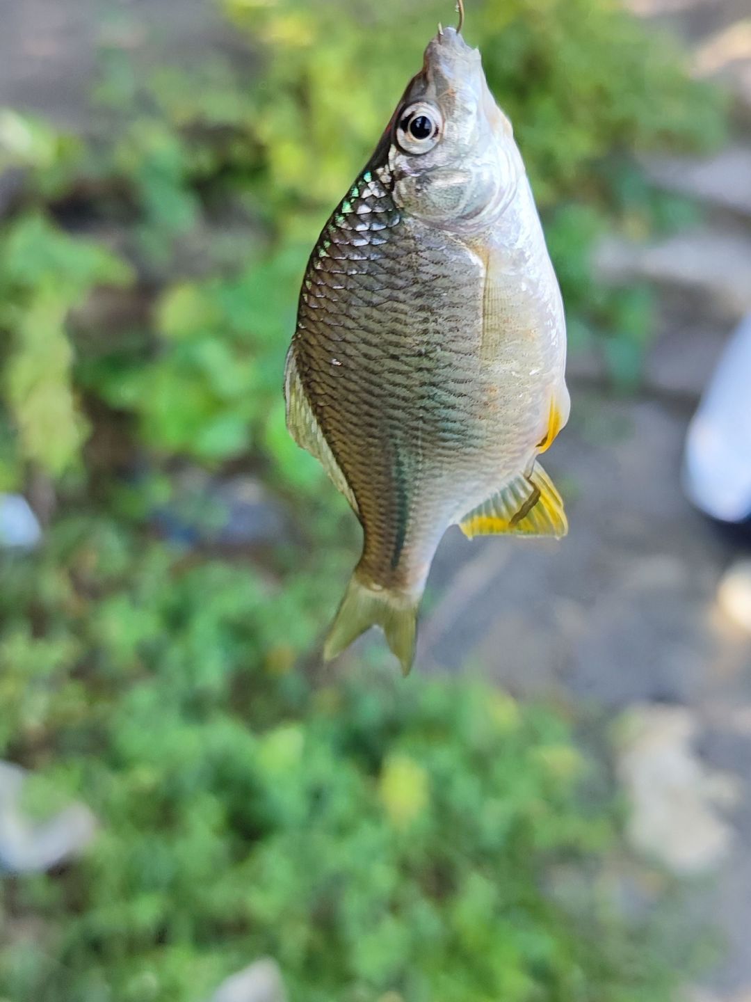 比较大的一条鳑鲏鱼