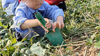 我的好大儿 篇二十六：第一次幼儿园秋游上午篇之挖红薯