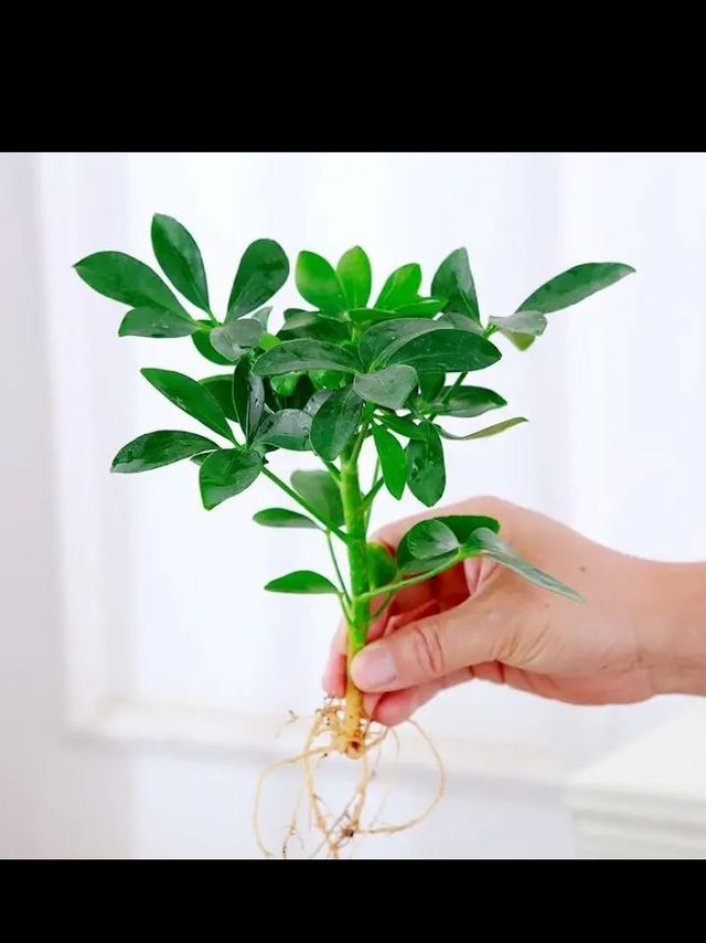 慎思苑水培鸭脚木盆栽四季水培植物室内好养办公室绿植玻璃瓶水养鸭掌木 鸭脚木一颗