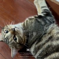 你怎么那么可爱🤩香喷喷的小猫猫