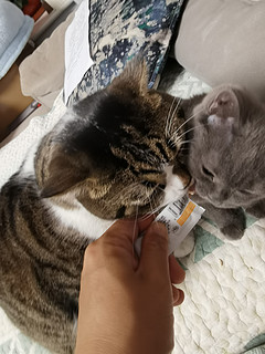 二喵最爱吃的猫条