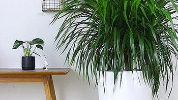 4种植物挺着“大肚子”，摆在客厅，不但寓意好，而且耐旱好养