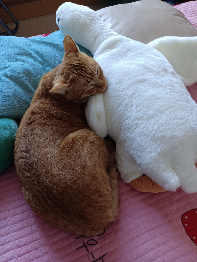 熊猫熊猫咪