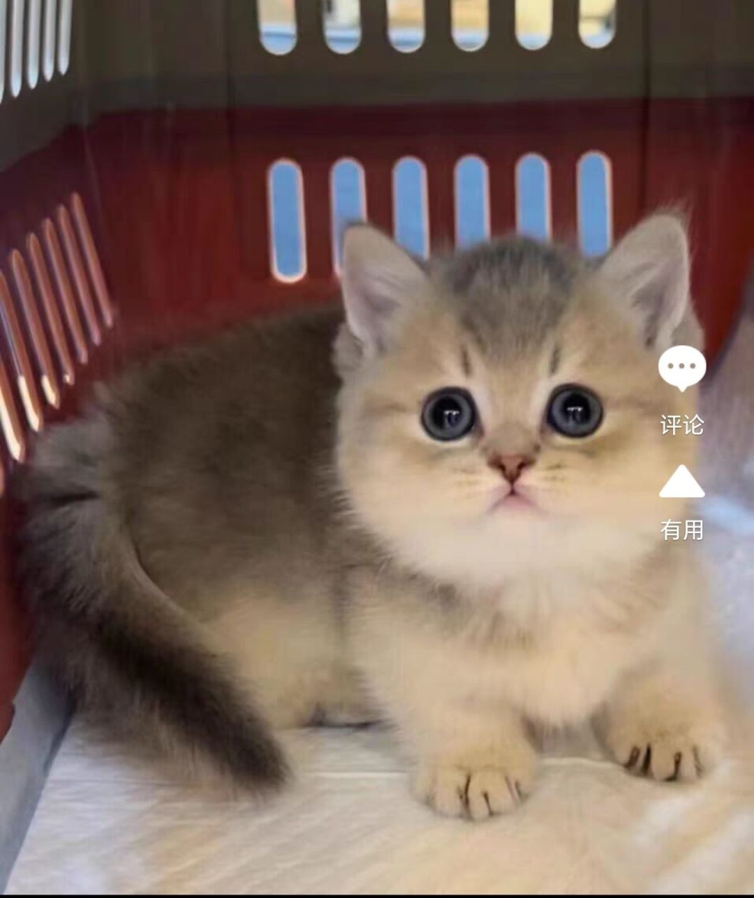 曼基康乳白矮脚猫活体蓝白家养起司纯白幼崽拿破仑小短腿纯种北京