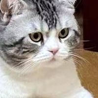 猫咪