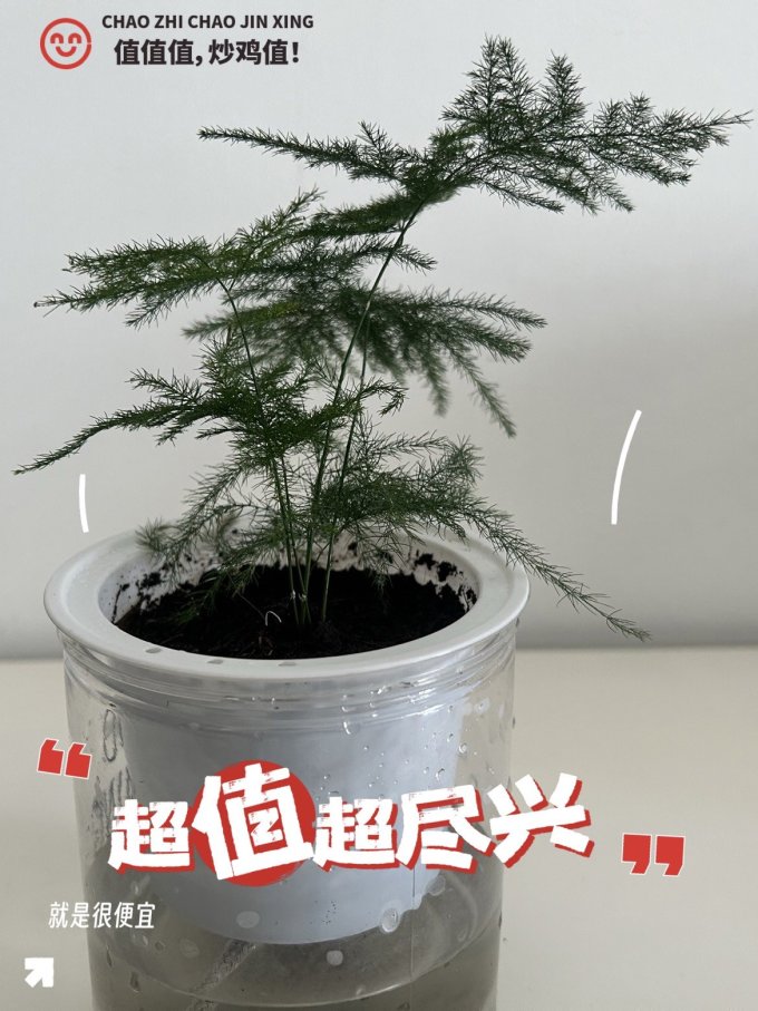 云寒鲜花绿植
