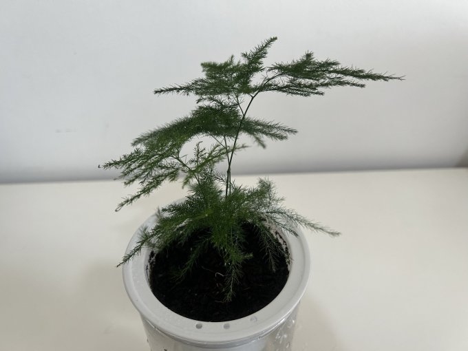 云寒鲜花绿植