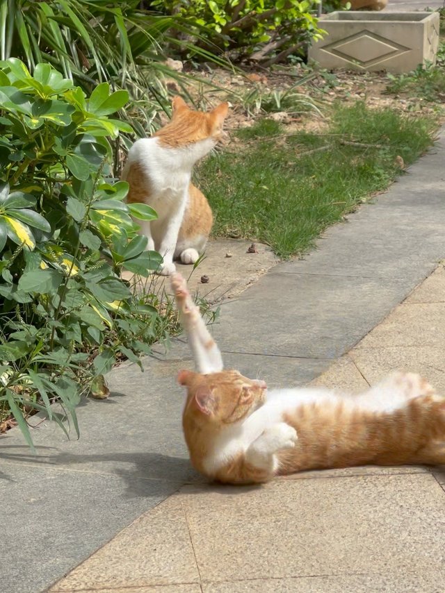 来啦老弟？一起晒太阳啊！