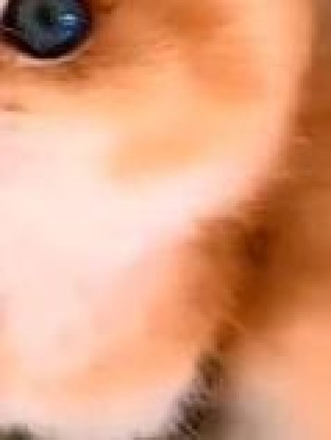 猫咪
