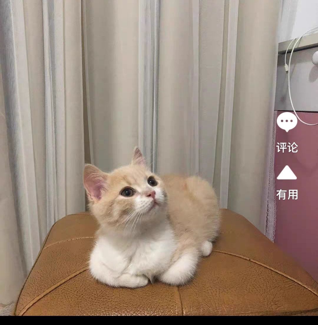 乳白短腿猫纯种曼基康矮脚猫宠物猫咪英国短毛猫黄白幼猫崽拿破仑