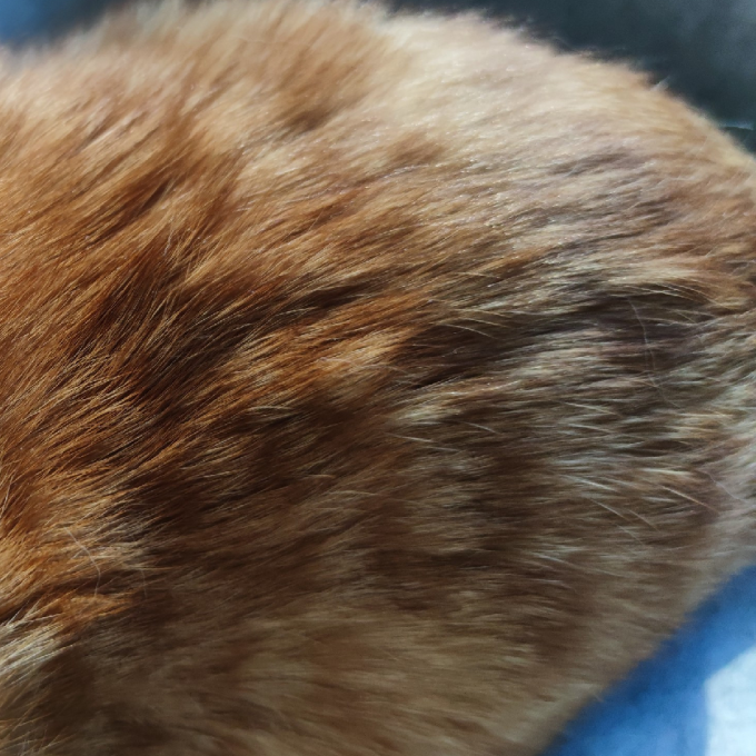 宽福猫咪