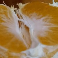橘子