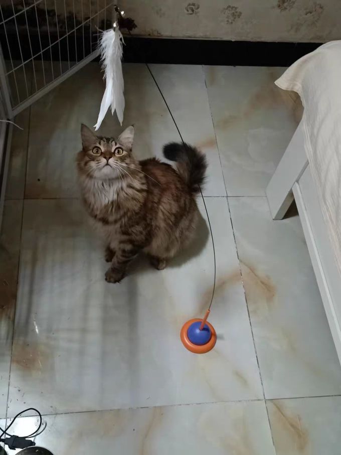 万物一口猫零食