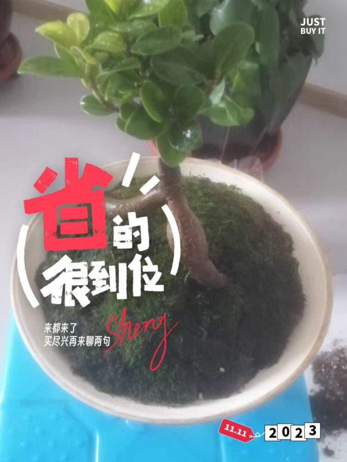 云寒鲜花绿植