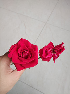 「这就是你的玫瑰？我可不信!」-- 傲娇猫娘总裁的玫瑰情缘