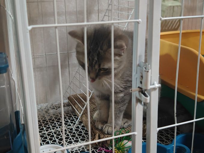 蓝氏猫咪干粮