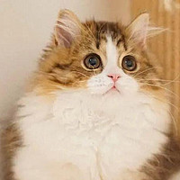拿破仑矮脚猫吃什么猫罐头牌子好？5款幼猫主食罐头自用分享！