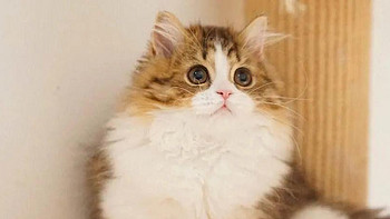 拿破仑矮脚猫吃什么猫罐头牌子好？5款幼猫主食罐头自用分享！