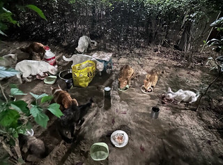 顽皮醇鲜猫粮全价天然营养通用成猫粮成猫含鳀鱼鸭肉配方10kg*2