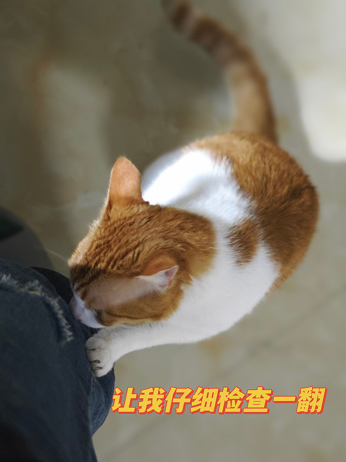 猫咪