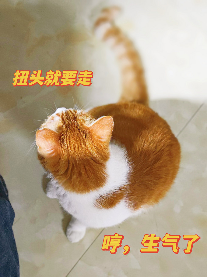 猫咪