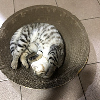 要想猫猫睡的好，猫窝不能少