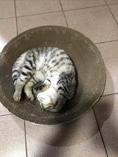 要想猫猫睡的好，猫窝不能少