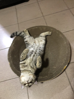 要想猫猫睡的好，猫窝不能少