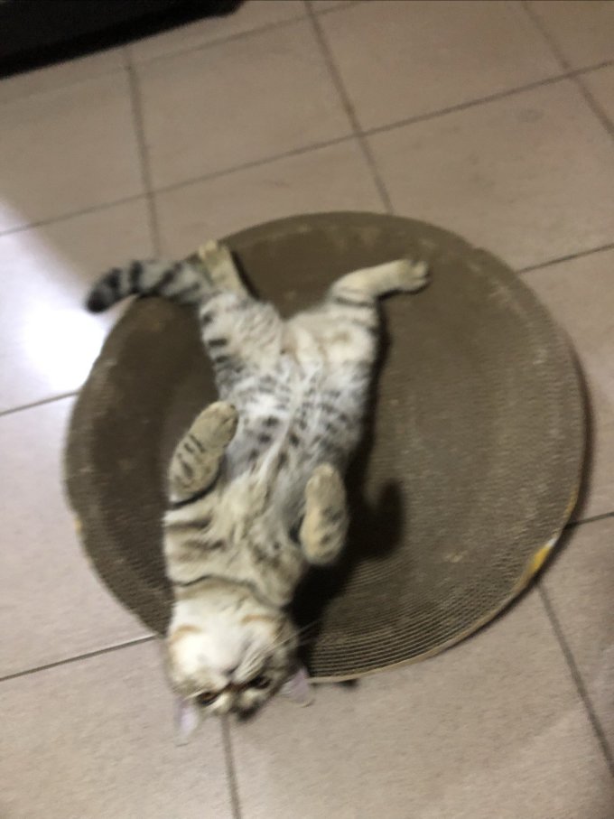宠辞典猫狗窝