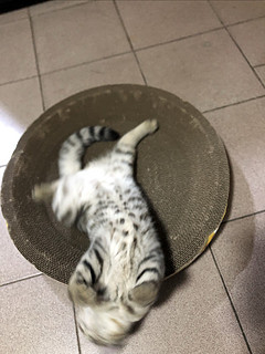 要想猫猫睡的好，猫窝不能少