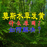 为什么莫斯水草会发黄？怎么解决水草黄叶？这4点你要知道