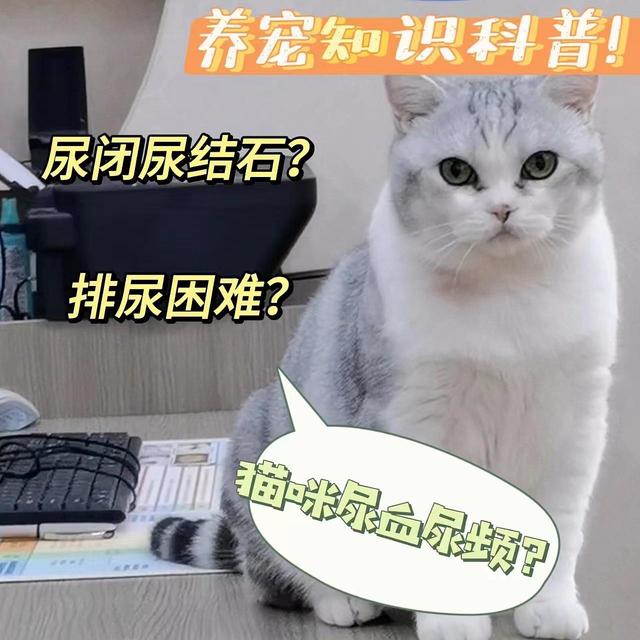 铲屎官必看！猫咪尿闭尿血的原因竟然是它（上）