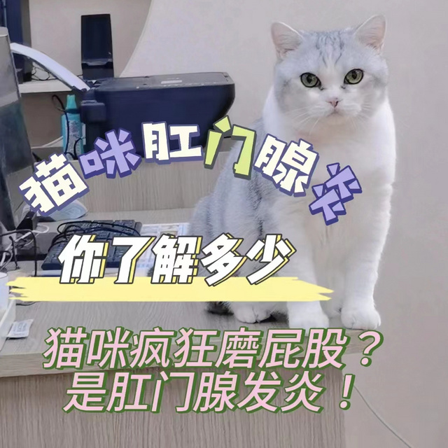 干货！猫咪肛门腺你了解多少？